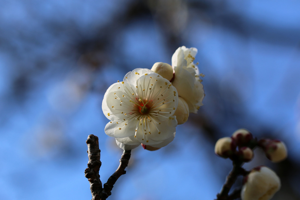 春はまだ？
