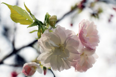 八重桜