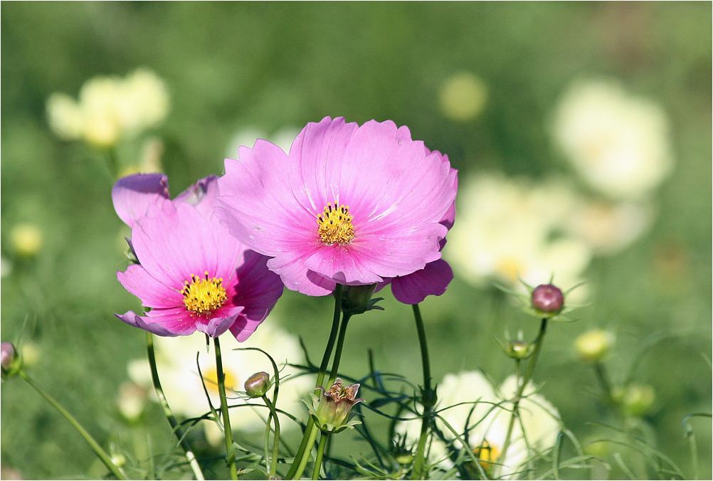 秋桜