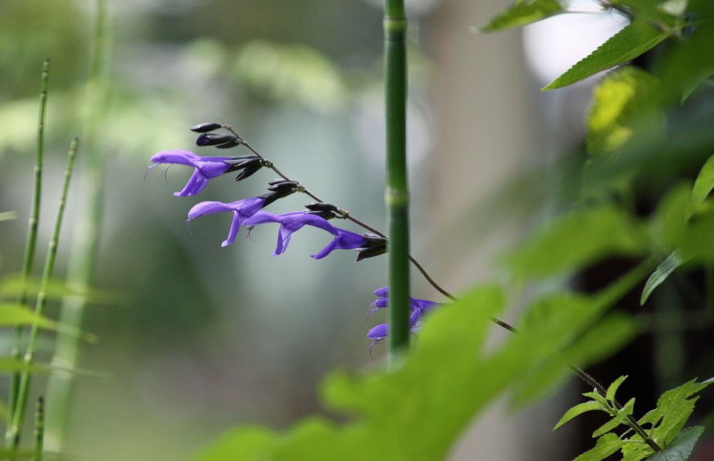 四季の花公園