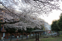 そろそろ見頃？