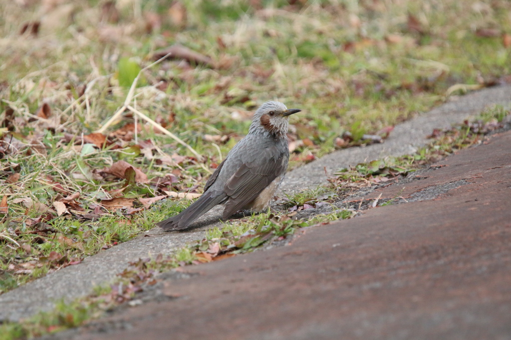 どこにでもいるヒヨさん