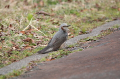 どこにでもいるヒヨさん