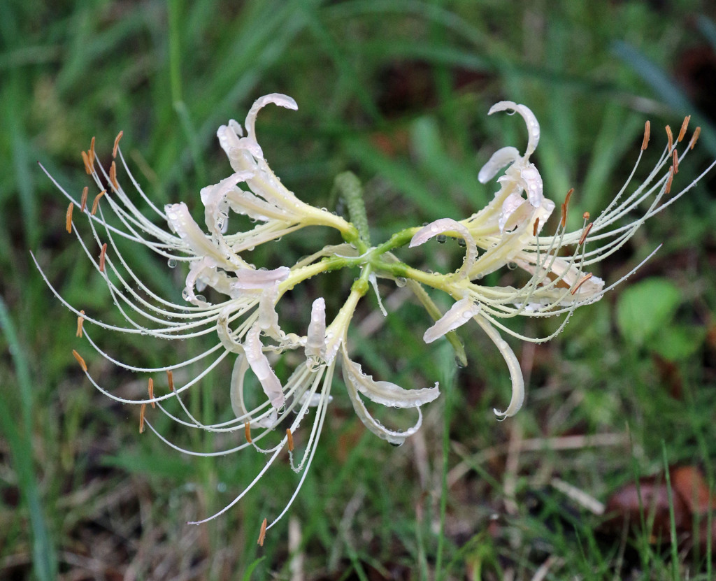 彼岸花　白