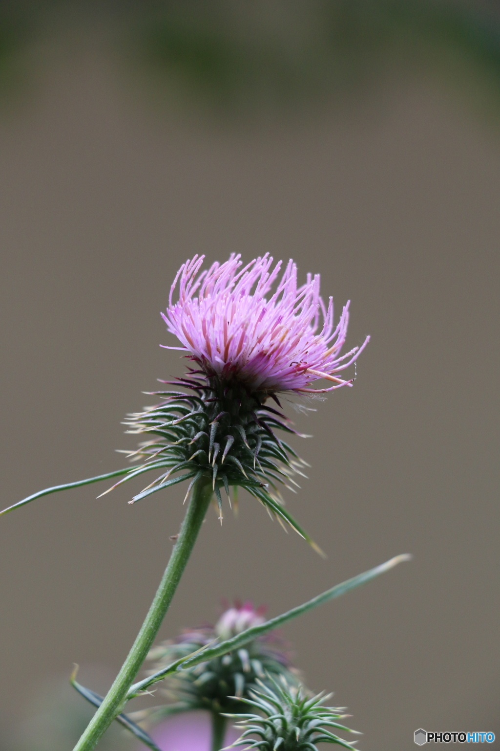 薊