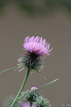 薊