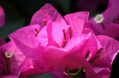 ブーゲンビリア