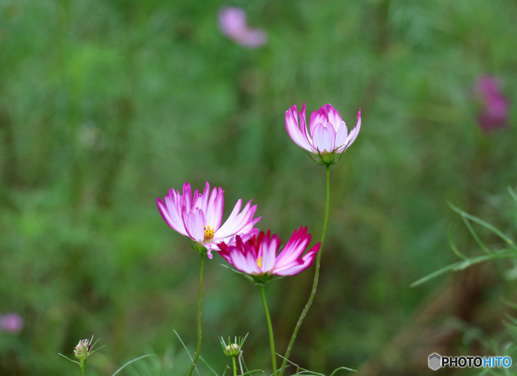 9月の花