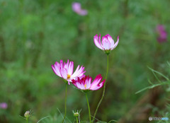 9月の花