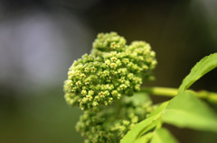 春の野草