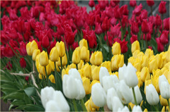 チューリップ