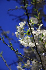 夜桜