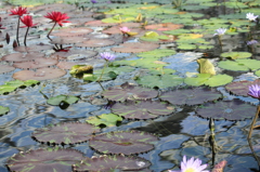 睡蓮