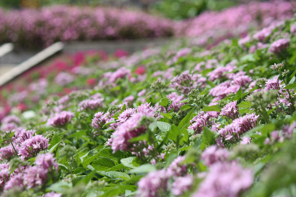 四季の花公園