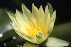 セントルイスゴールド