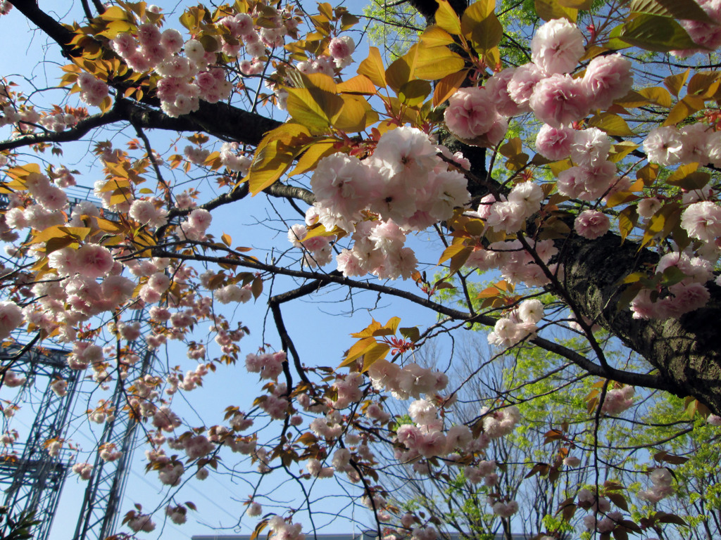 今朝の桜