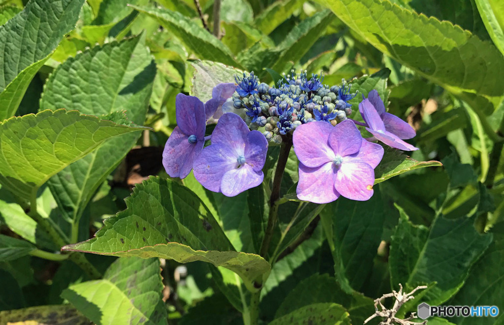 紫陽花