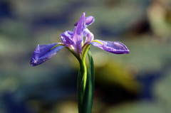 湿地の花