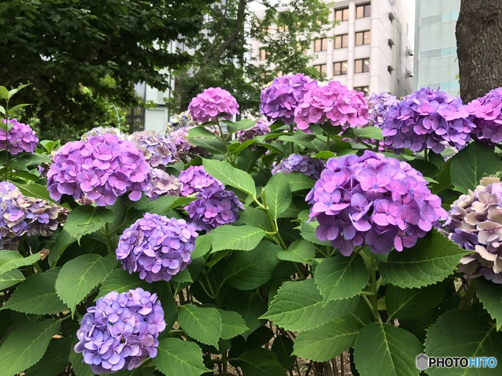 アジサイ