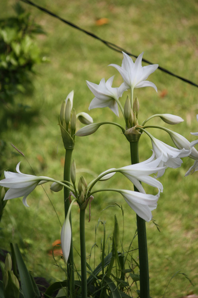四季の花公園