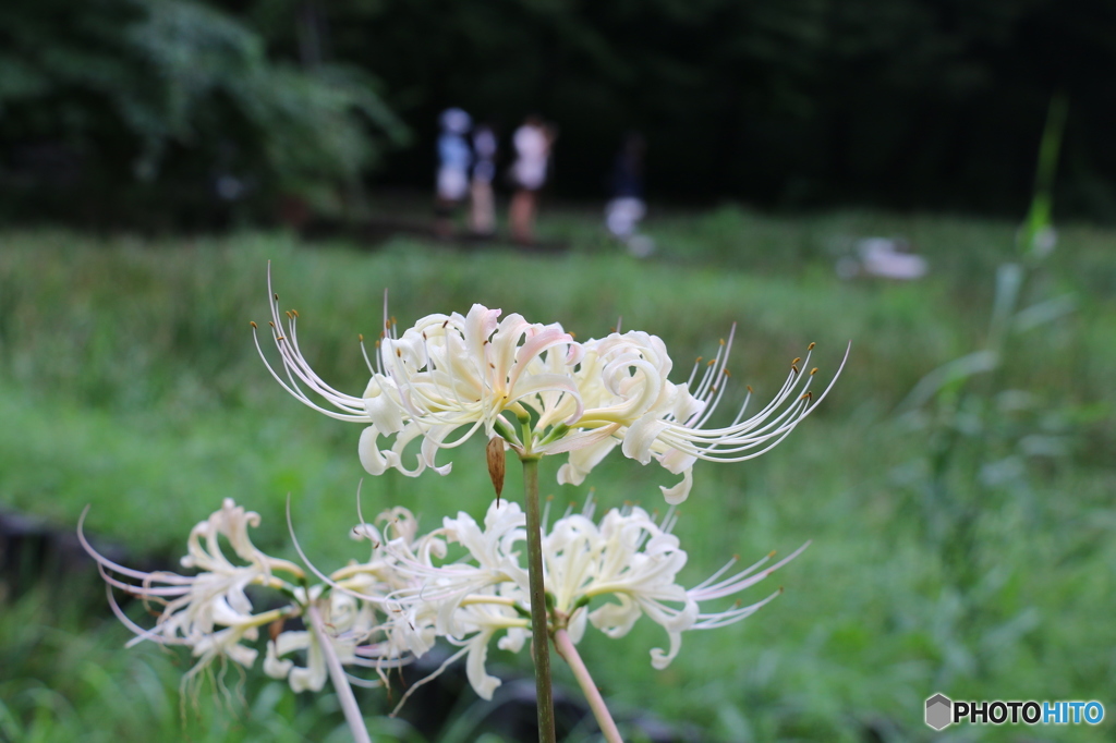 9月の花