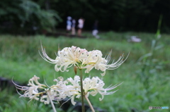 9月の花