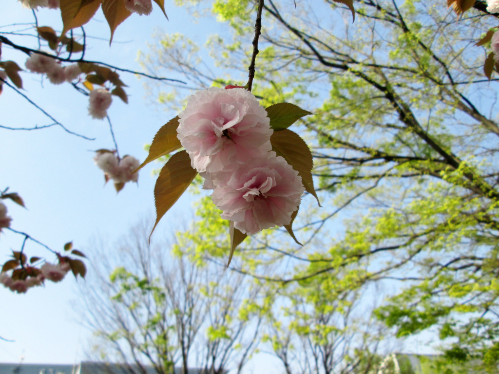 今朝の桜