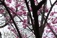 横浜緋桜