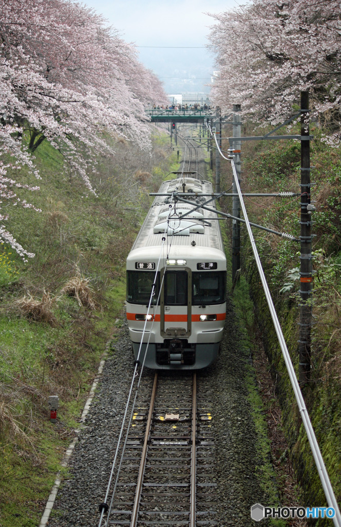 313系とサクラ