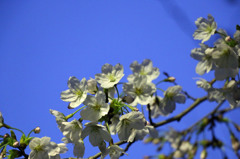 夜桜