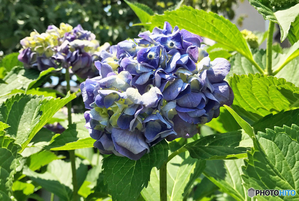 紫陽花