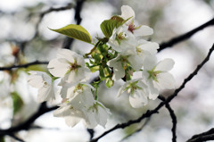 白い桜