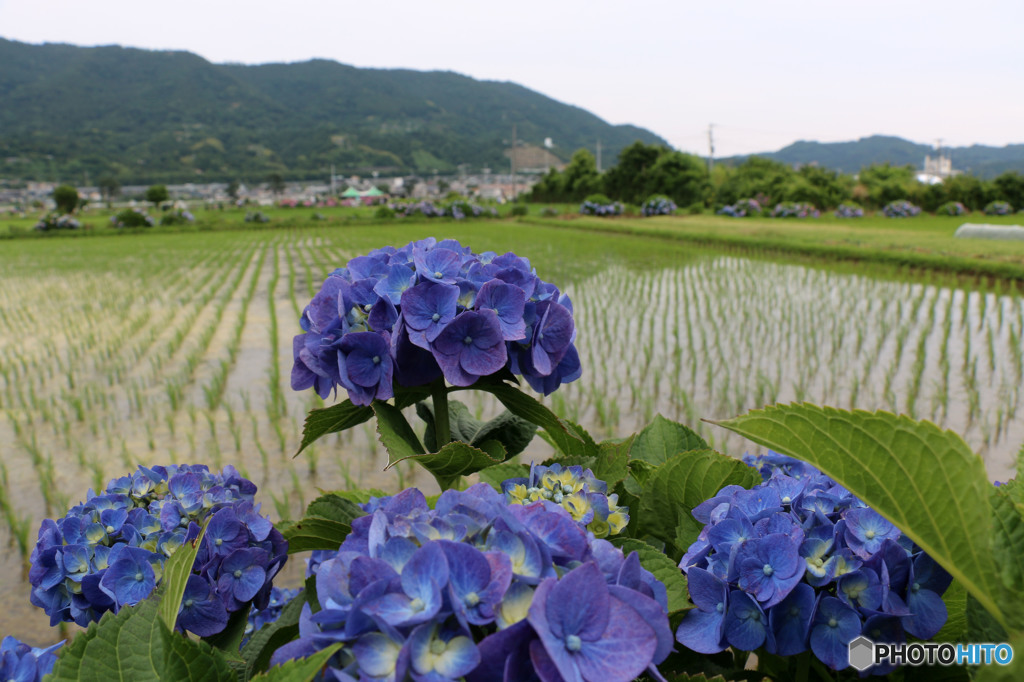 紫陽花