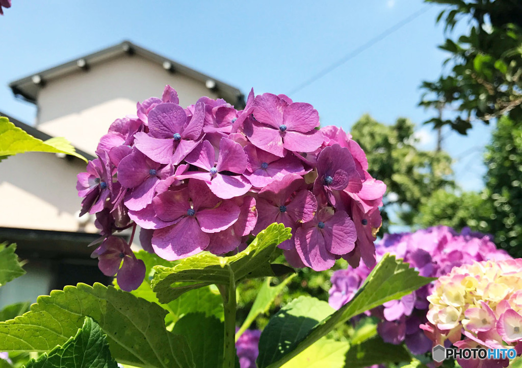 紫陽花