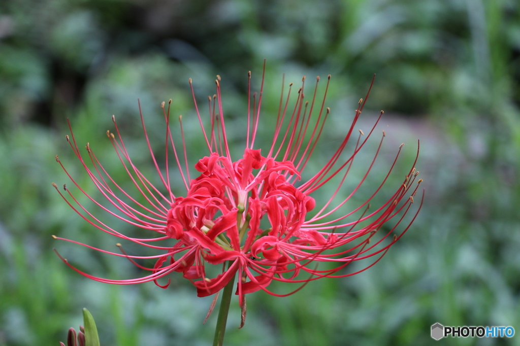 9月の花