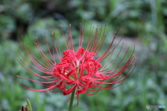 9月の花