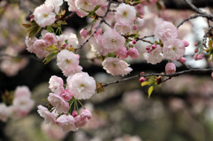 八重桜