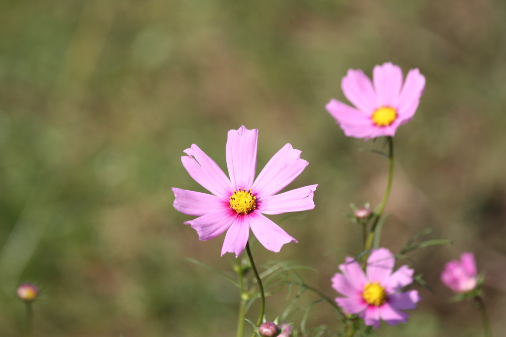 秋桜