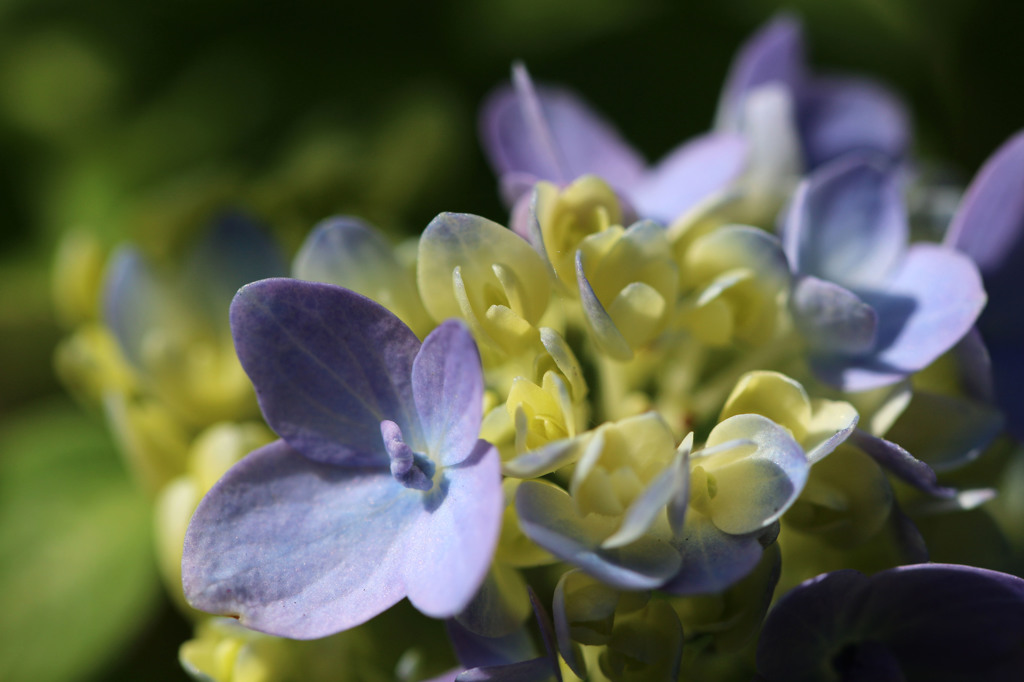 紫陽花