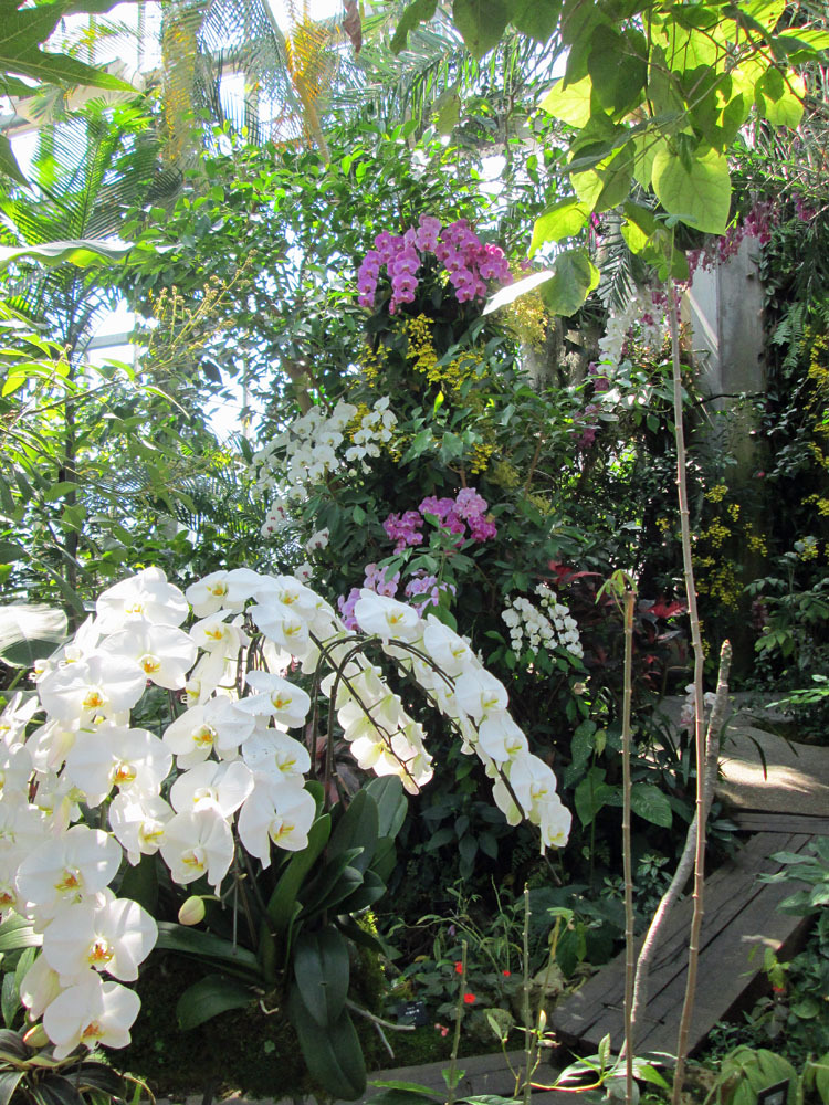 牧野植物園