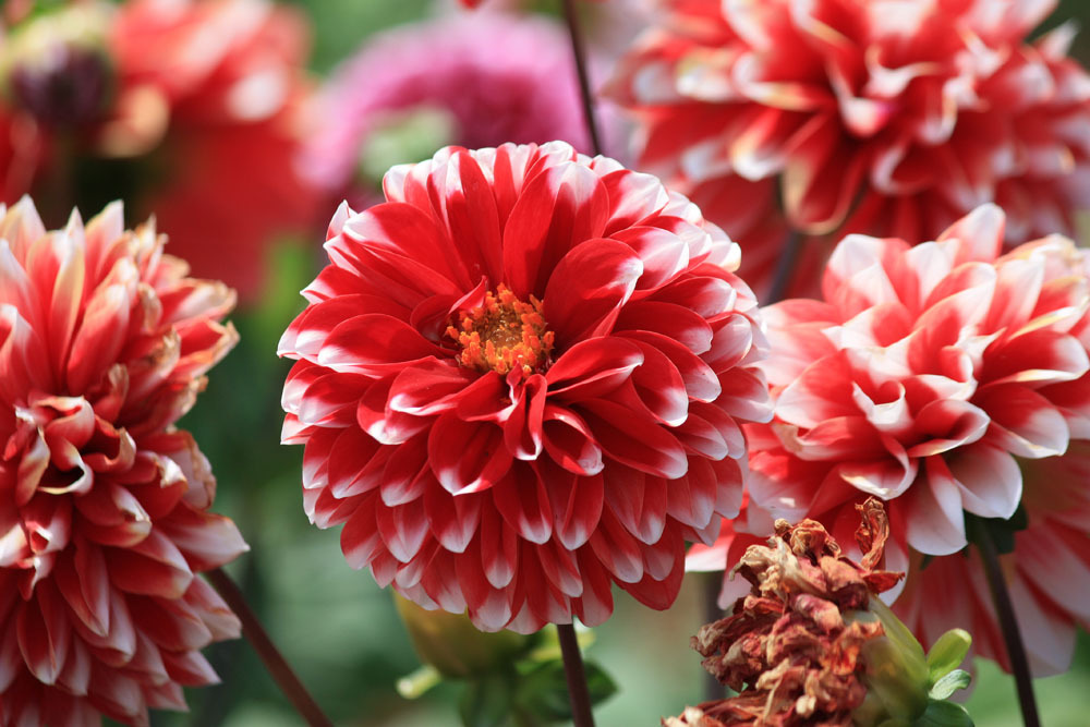 四季の花公園