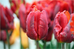 チューリップ
