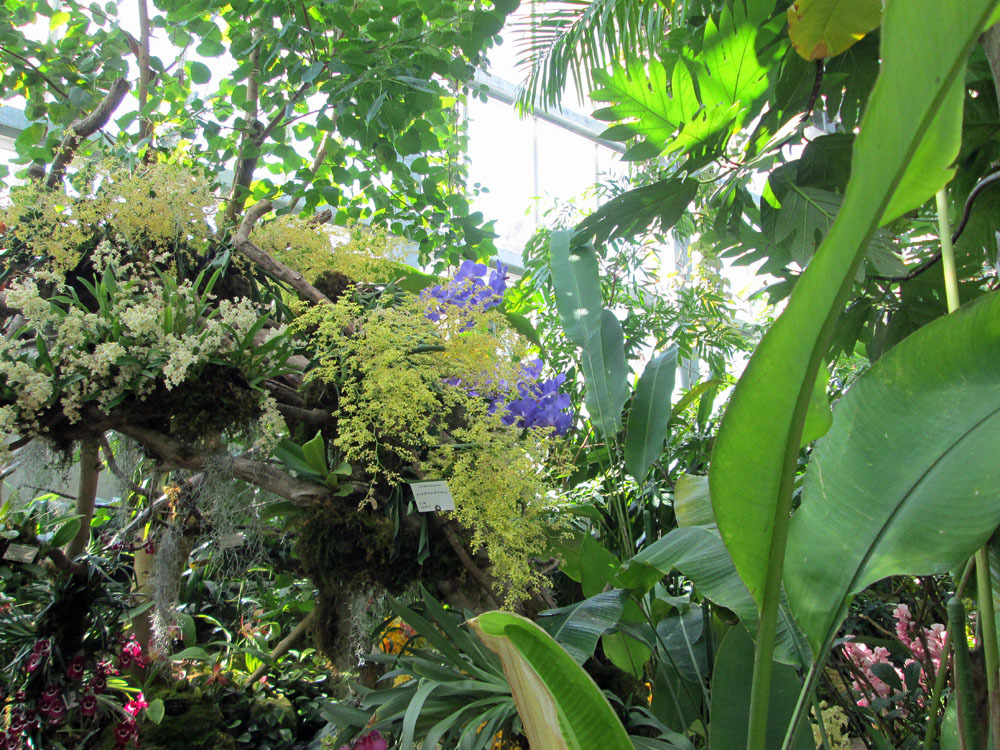 牧野植物園