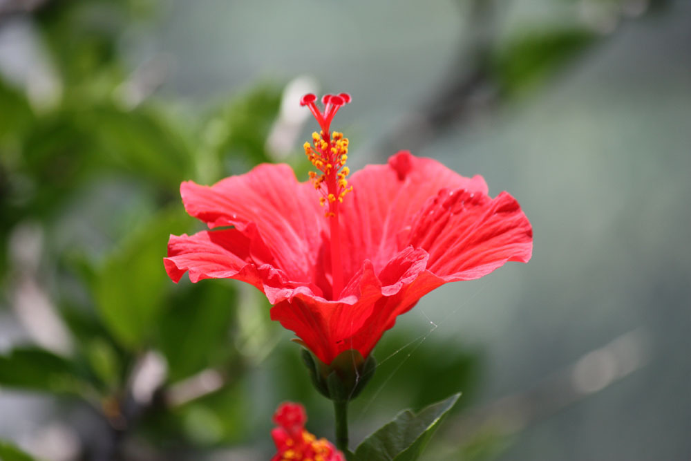 四季の花公園