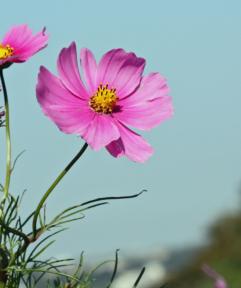 秋桜
