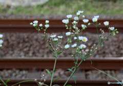 線路脇に咲く花