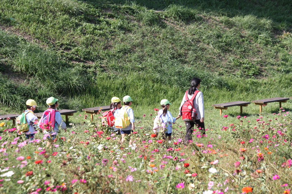 秋桜畑と子供たち