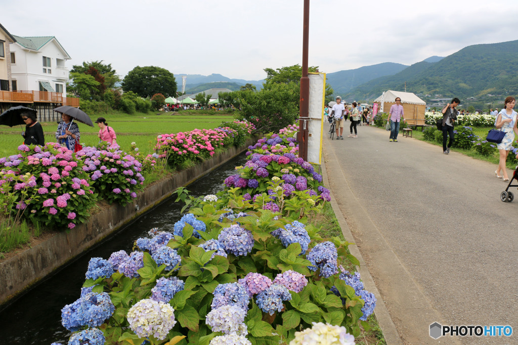 紫陽花