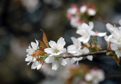 白い桜　　好きです！