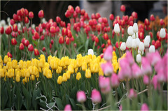 チューリップ